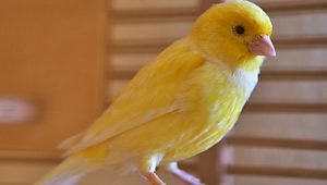 سبزی که باعث پرواز یک پرنده فلج شده است!!