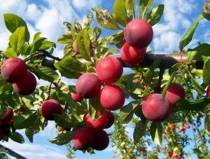 با مصرف آلو سانتریزه از پیری زودرس جلوگیری کنید