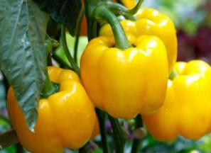 قیمت فلفل دلمه ای زرد + پخش تولیدی عمده کارخانه