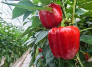 قیمت فلفل دلمه ای گلخانه ای + مشخصات بسته بندی عمده و ارزان