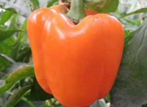 قیمت فلفل دلمه نارنجی + پخش تولیدی عمده کارخانه