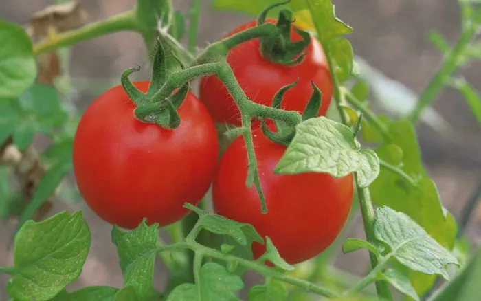 راهنمای خرید گوجه فرنگی درشت + قیمت عالی