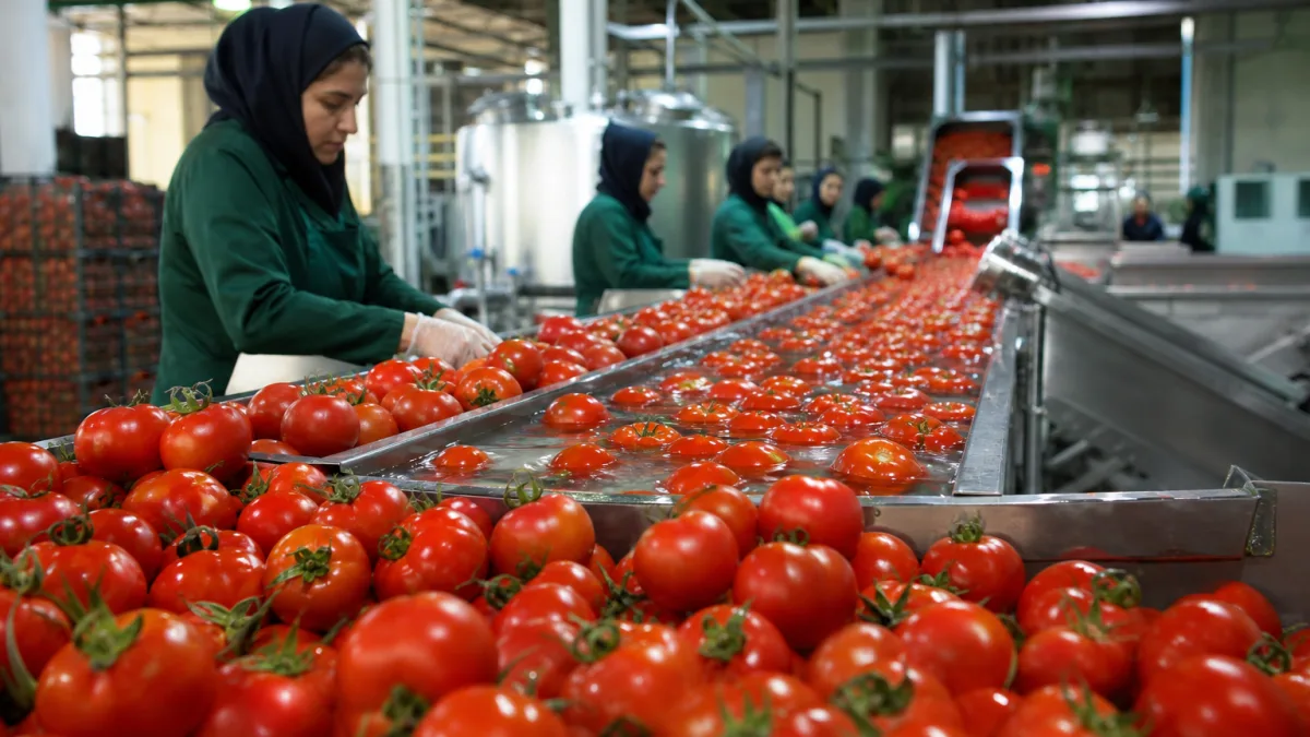 راهنمای قیمت روز گوجه فرنگی مشهد